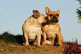 BOULEDOGUE FRANCAIS 1152